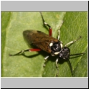 Macrophya punctumalbum - Blattwespe 02 9mm Deister.jpg